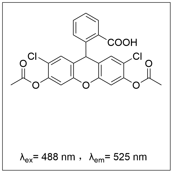 活性氧熒光探針(DCFH-DA)